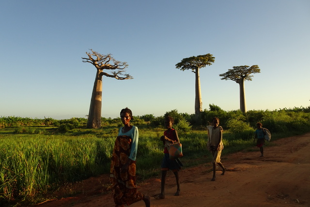 27 jpeg Allée des baobabs.JPG